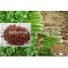 Organic coriander seed/light brown coriander seed for growing