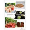Big sweetness strawberries seeds for sale strawberry plants nursery