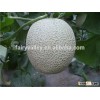 Hybrid F1 Hami Melon Seeds Japanese Musk Melon Seeds Cantaloupe Seeds-Ruby No.7 F1