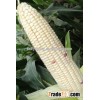 Chinese Hybrid F1 White Sweet Waxy Glutinous Corn Seeds Maize Seeds For Growing