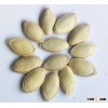 Squash seeds for food