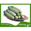 High Yield F1 Hybrid Cucumber Seed - GENERAL LEE