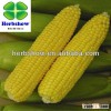 High yield yellow sweet waxy corn seed on sale
