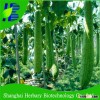 2016 Hot sale sponge cucumber seeds for growing