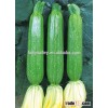 Hybrid Squash seeds for growing-Kelly