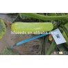 F1 HYBRIDE HIGH PRODUCTION SQUASH SEEDS