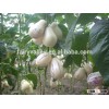 Pepino fruit Seed Pepino Cucumber Seeds Pepino de mar seco seeds For planting