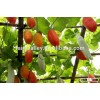 Sale Hybrid Trichosanthes seeds Capparis spinosa seeds Golden Mango Melonfor Growing