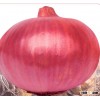 Best F1 hybrid onion seeds for Growing