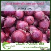Touchhealthy supply High quality red onion seeds for sowing