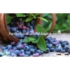 High Quality Wild Blueberry Fruit Seeds