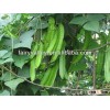 Chinese Asparagus Pea Winged Pea Winged Bean Goa Bean Psophocarpus Manila Bean Seeds For Growing
