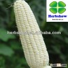 white sweet waxy corn seed for Planting
