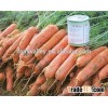 Hybrid F1 carrot seeds For Growing Carrot seeds price-Purple Light