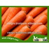 High Yield Red Carrots Seeds VGCR02