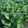 Spinach Seeds for Planting