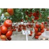 High Yield TY Resistance Red Tomato Seeds For Sale Indeterminate Growth For Over Summering Or Late A