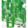 All Varieties Of Hybrid Seedless Cucumber Seeds For Sale