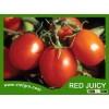 High Yield F1 Tomato Seeds - Red Juicy