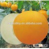 Hybrid F1 Japanese melon seeds sweet melon seeds For Growing-Jin Fei