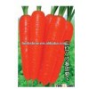 Black/Purple/Yellow/Red Carrot Seeds