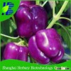Rare vegetable seeds purple sweet pepper seeds for planting