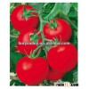 2014 Newest Crop High Yield Hybrid F1 High Disease Resistance Indeterminate Tomato Seeds From China 