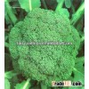 F1 Hybrid Green Comet Broccoli Seeds For Sale