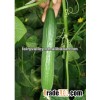 Greenhouse Hybrid F1 Baby Cucumber Seeds For Sale