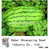 Emperor oval shape high resistance hybrid f1 watermelon seeds
