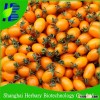 Hybrid F1 cherry tomato seed for planting