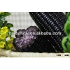 Black Purple Hybrid maize corn seed for planting