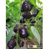 Hybrid vegetable purple sweet pepper seeds for growing-Yue Zi
