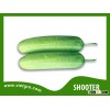 High Yield F1 Hybrid Cucumber Seed - SHOOTER 02