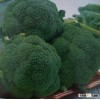 Planting Hybrid Broccoli seeds /Cauliflower seeds