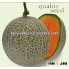 Hybrid Musk Cantaloupe Hami Melon Seeds For Cultivation-Ruby No.3 F1