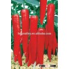 F1 hybird high quality red pepper seeds hybrid vegetable seeds for sale