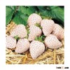 The Rare White Strawberry Seeds Pineapple Strawberry Seeds Creamy Strawberry Seeds 4 Seasons Sowing