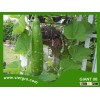 High Yield F1 Hybrid Bottle Gourd Seed - GIANT 06
