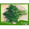 High Yield OP Kang Kong Seed - Big Leaf 01