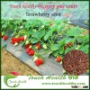 Touchhealthy supply High Quality Strawberry seeds for Sale