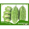 High Yield F1 Hybrid Bitter Gourd SHORTY 01
