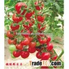 Hybrid Indeterminate type Cherry tomato seeds for growing-Super Pink Baby