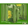 High Yield F1 Hybrid Luffa Seed - SUMMER GREEN 01