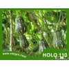 High Yield F1 Hybrid Pumpkin Seed - HOLO 110
