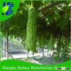 2016 Hot sale bitter melon seeds for sowing