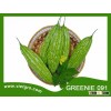 High Yield F1 Hybrid Bitter Gourd Seed Greenie 091- Gourd Seed for sale