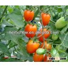 HS-Ruiyou301 F1 Hybrid Cherry Tomato seeds for sale & tomato planting