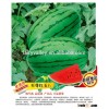 2015 Hot Sale Hybrid F1 Sweet Oblong Watermelon Seeds For Growing-Supremacy Ruby F1