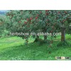 Fuji Apple Seeds For Sale